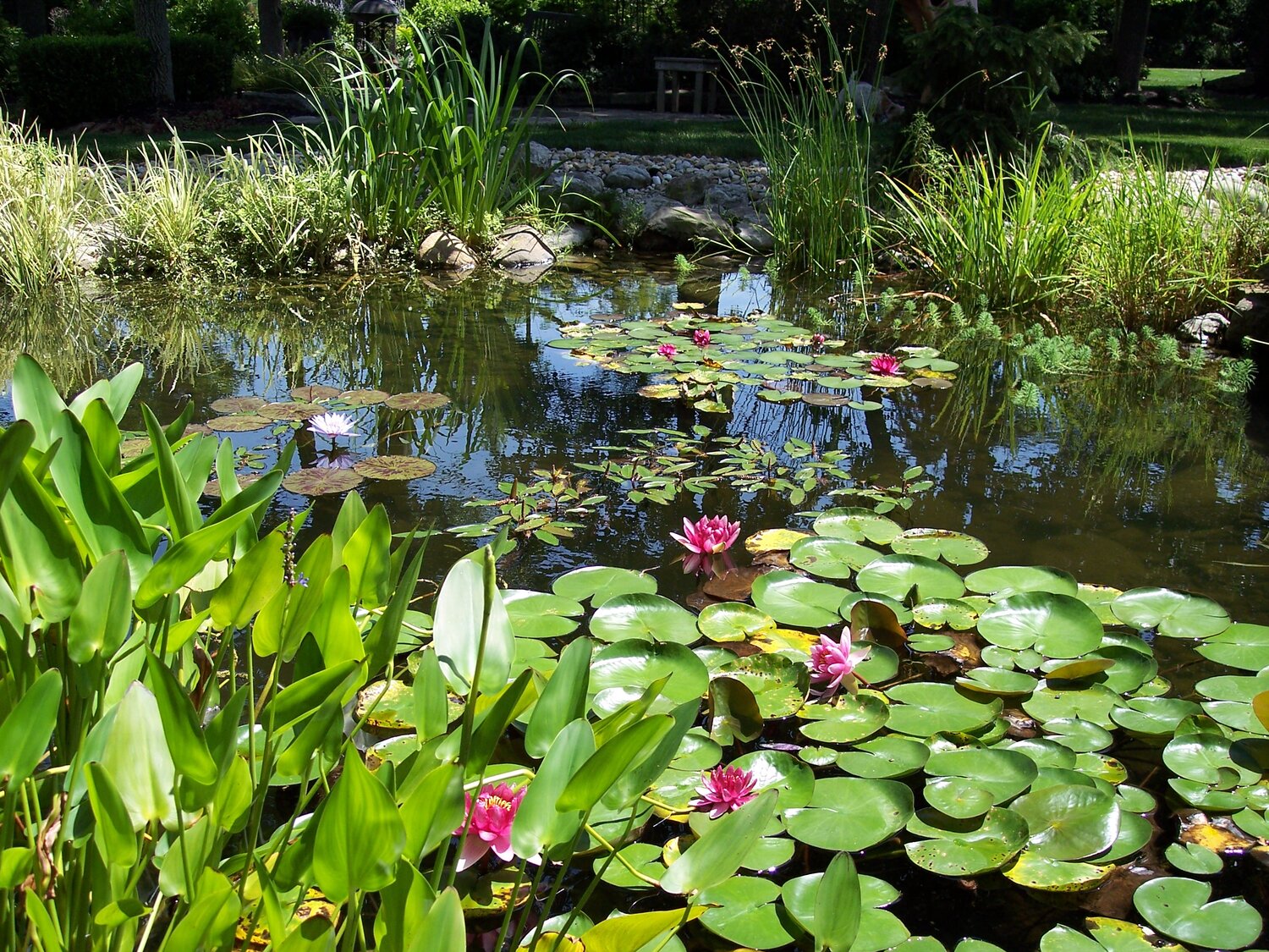 pond plants